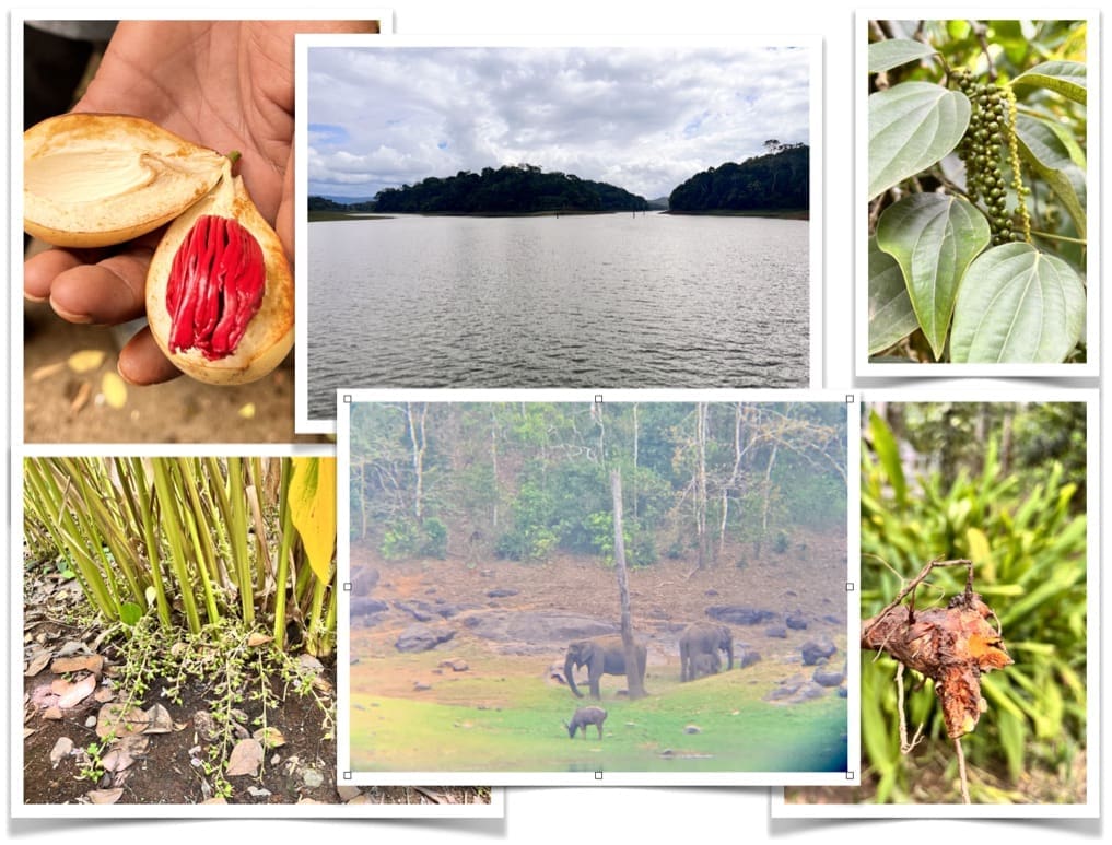 Indische Gewürze kennenlernen in Plantagen
