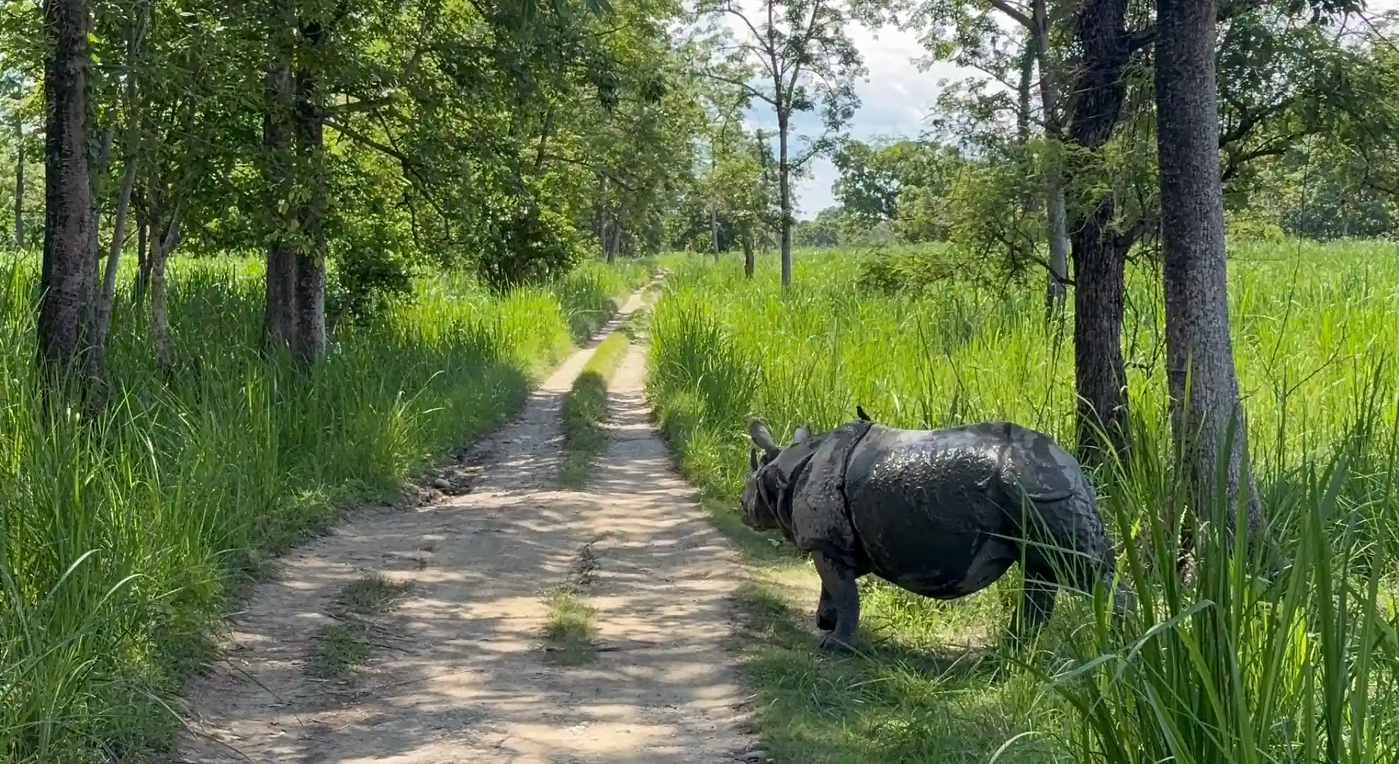 Nashorn Chitwan, Nepal