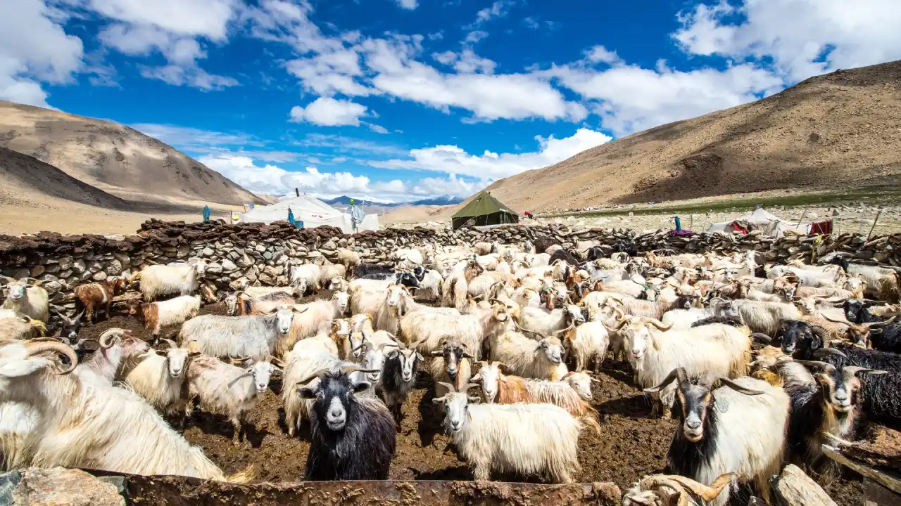 Changthang Normaden Ladakh Indien