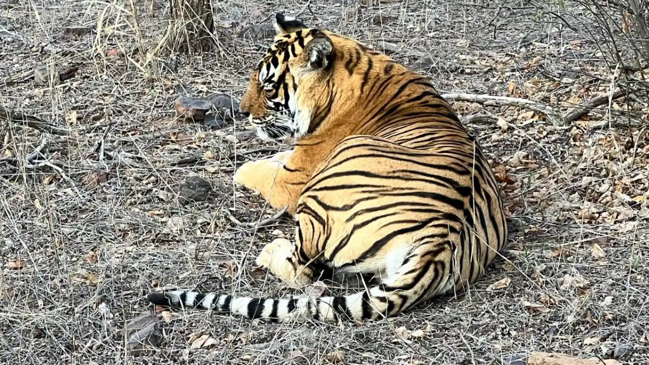 Ranthambore Tiger Goldenes Dreieck-Indienreise