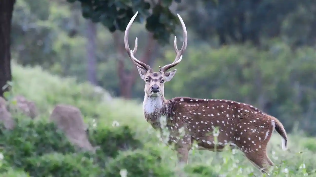 Antilopen Indien-Tierwelt