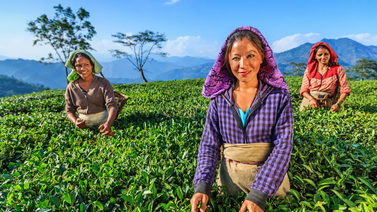 Teeplantagen in Darjeeling mit Blick auf den Kanchenjunga