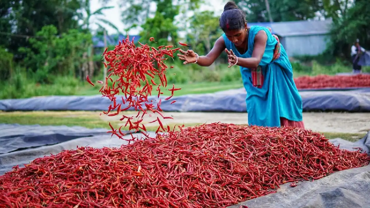 Ostindien Rundreise Chilli Schotten Orissa