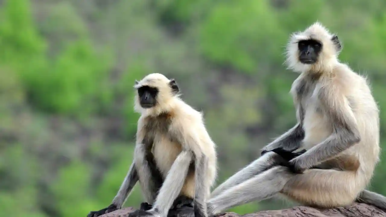 Langooren -Afen-Indien