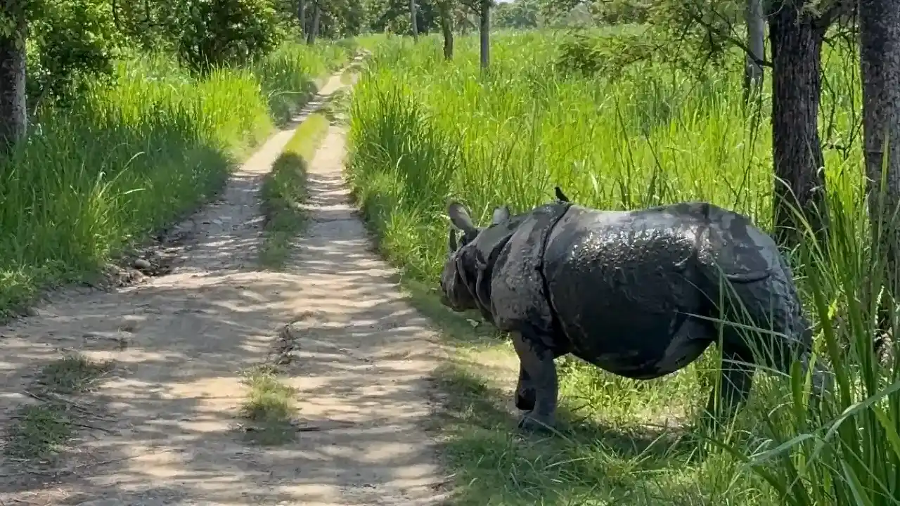 Nashorn in Chitwan-Nepal