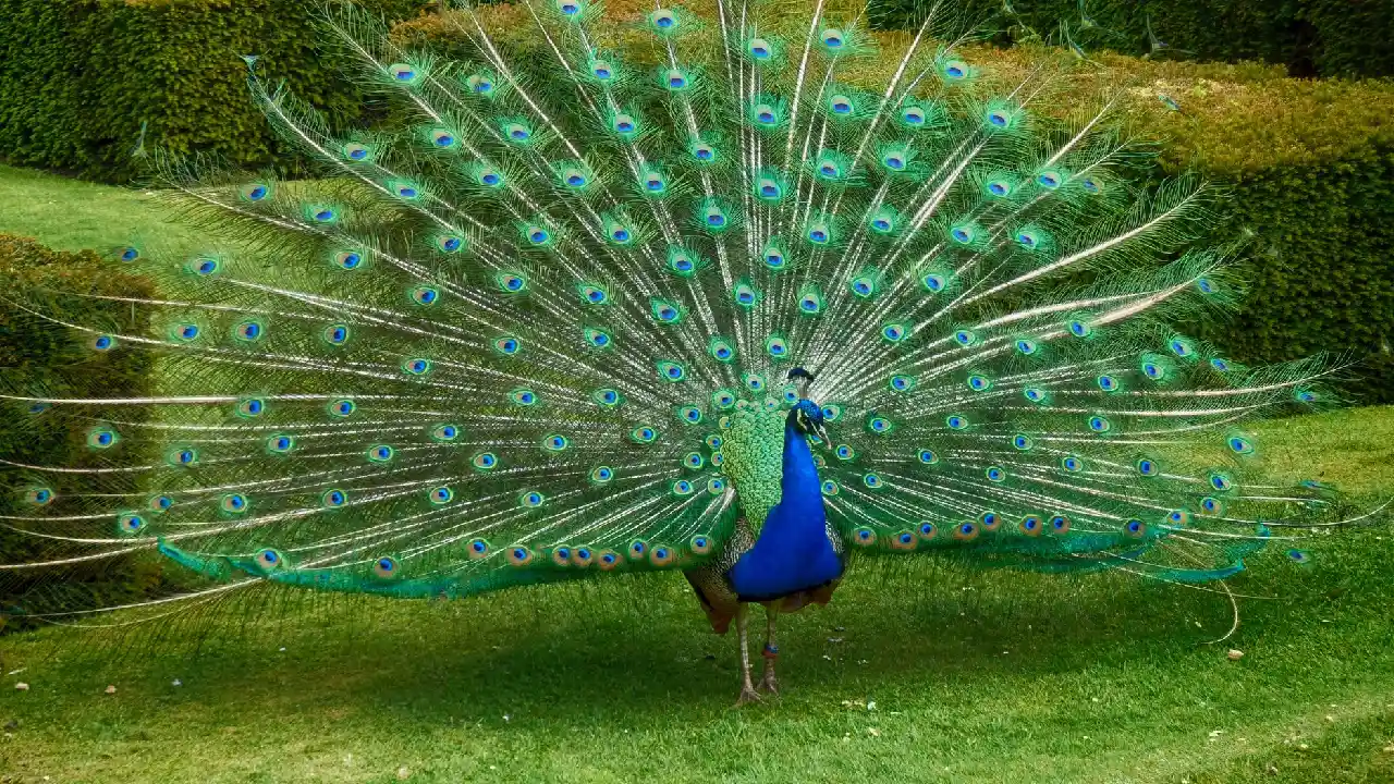 Nationalvogel Phau Indien