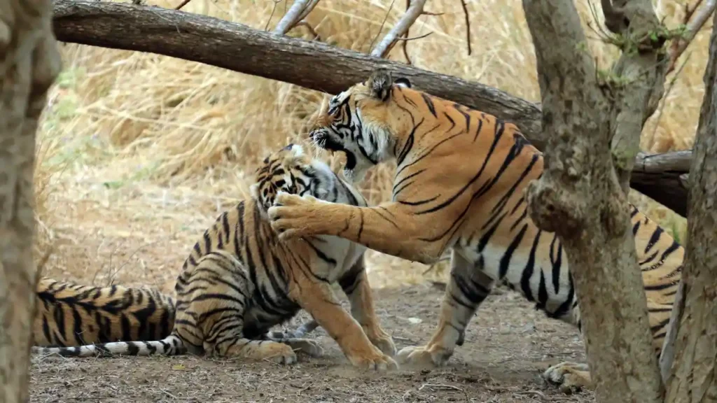 Indien-Tierwelt-Reisen