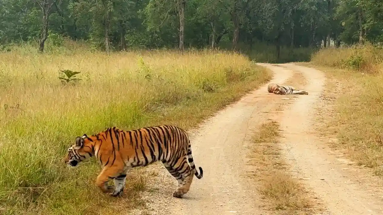 Indien-Tierwelt : Tiger in Pannareservat